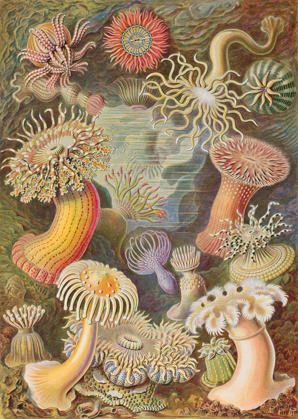 Haeckel — sea anemones plate from Kunstformen der Natur