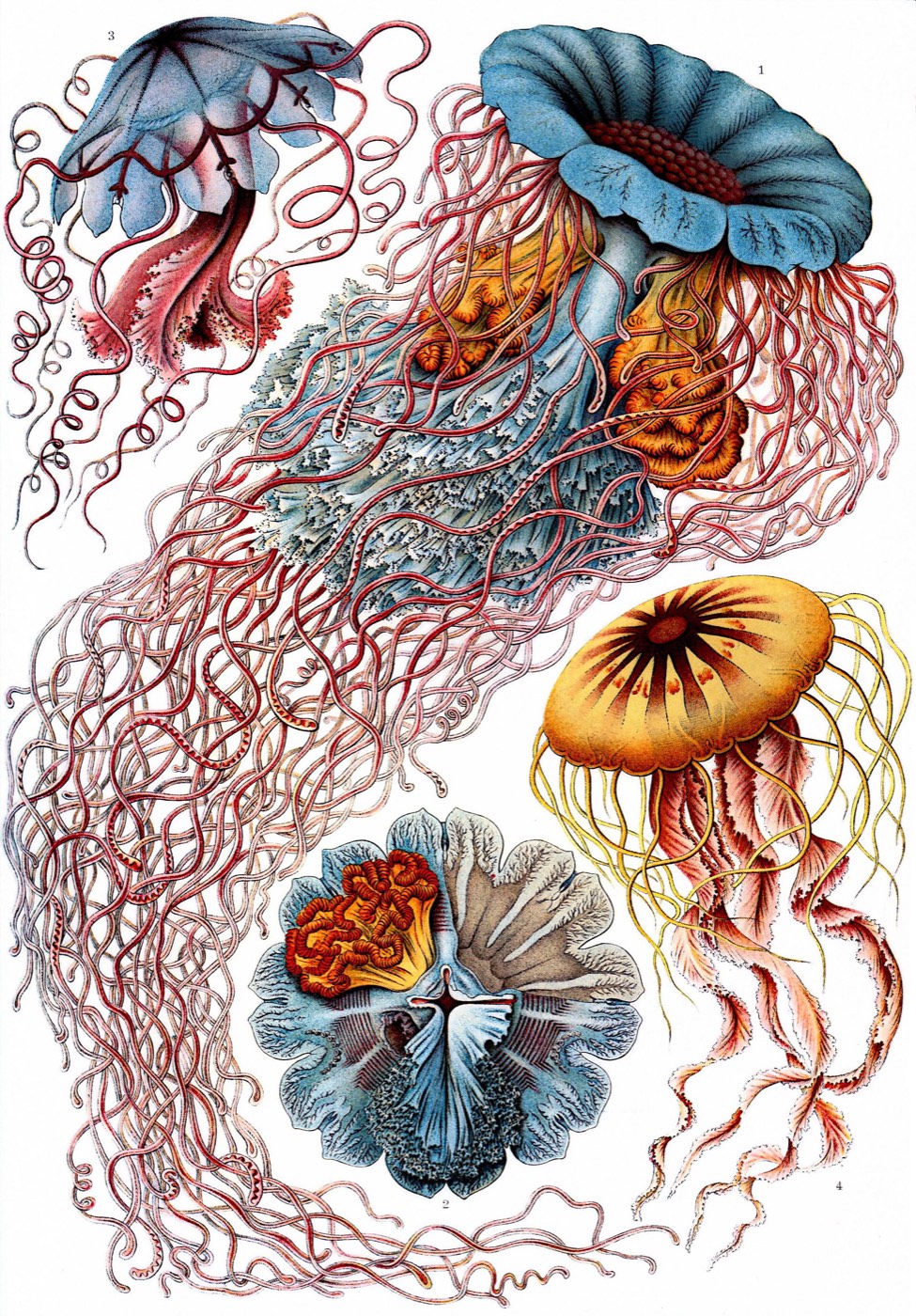 Haeckel — ornate jellyfish plate from Kunstformen der Natur